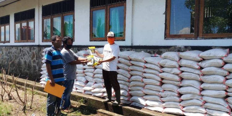 Jaga Ketahanan Pangan, Pemkab Salurkan Bantuan Bibit Jagung Manis