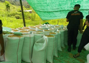 Panen Jagung Batalyon B Sat Brimobda Sulut Bentuk Dukungan Program Ketahanan Pangan