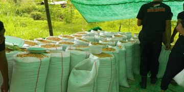 Panen Jagung Batalyon B Sat Brimobda Sulut Bentuk Dukungan Program Ketahanan Pangan