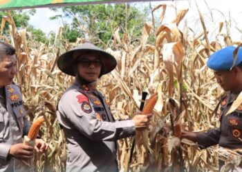 Panen Jagung Raya, AKBP Golfried Hasiholan Dukung Program Presiden Prabowo