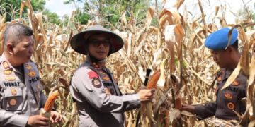 Panen Jagung Raya, AKBP Golfried Hasiholan Dukung Program Presiden Prabowo