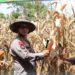 Panen Jagung Raya, AKBP Golfried Hasiholan Dukung Program Presiden Prabowo