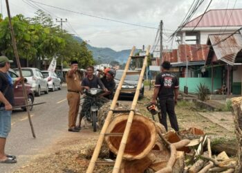 Bupati Oskar Manoppo Pantau Langsung Penebangan Pohon di Ruas Jalan Ibu Kota Boltim