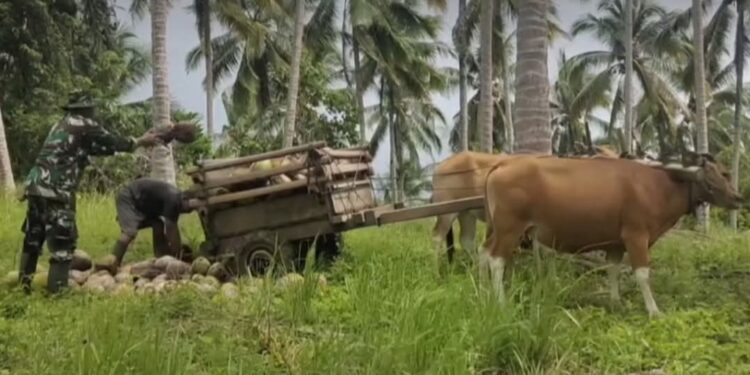 Wujud Kemanunggalan TNI, Anggota Kodim 1303/BM Bantu Petani Angkut Hasil Panen 3.000 Kelapa