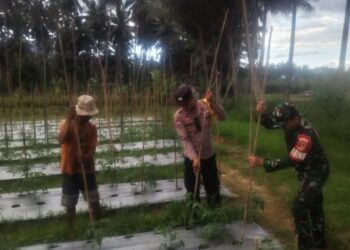 Sinergi TNI-Polri di Kotamobagu: Babinsa dan Bhabinkamtibmas Turun ke Sawah Bantu Petani Pasang Ajir