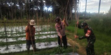 Sinergi TNI-Polri di Kotamobagu: Babinsa dan Bhabinkamtibmas Turun ke Sawah Bantu Petani Pasang Ajir