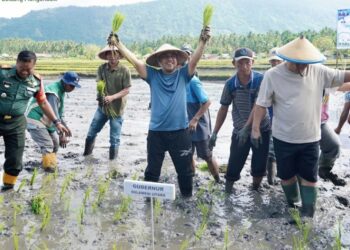 Kodim 1303/Bolmong Turut Sukseskan Tanam Padi Perdana Gubernur Yulius Selvanus di Kecamatan Lolak